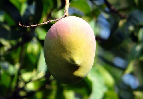 mango mango tree ripe