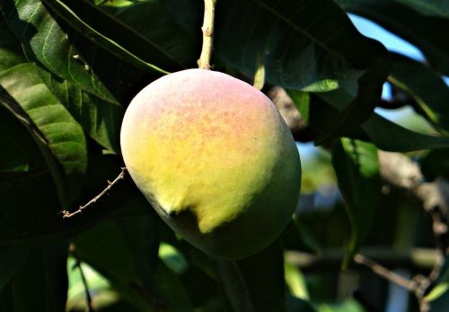 mango mango tree ripe
