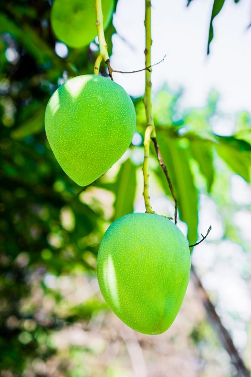 mango mango tree fruits