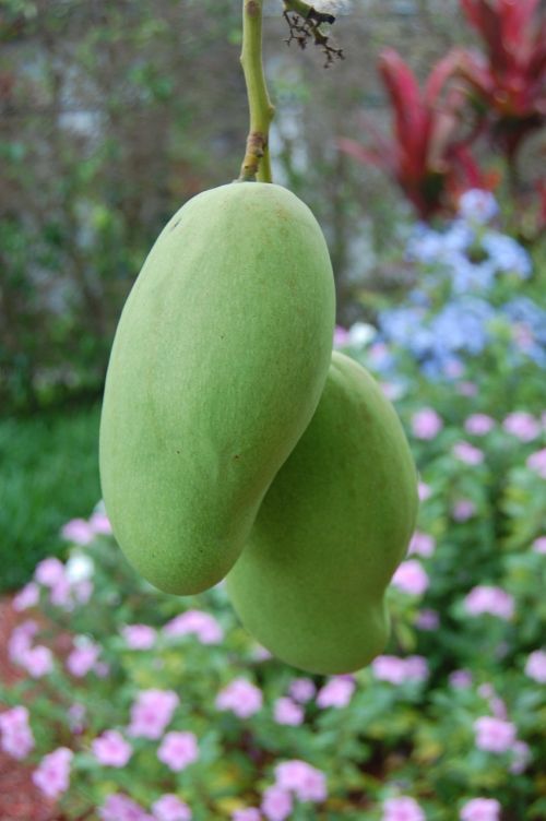mango nature fruit