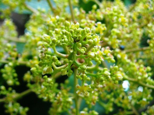 mango flowers plants