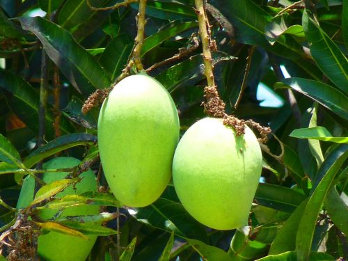 mango green mango fruit