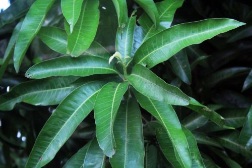 Mango Leaves