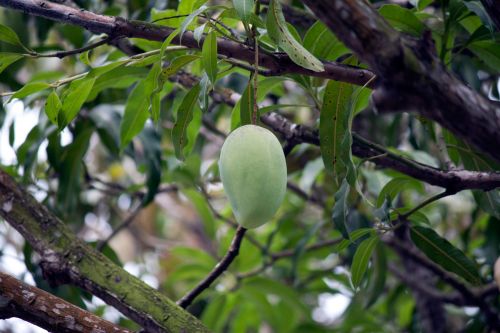 Mango On The Tree
