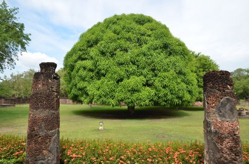 mango tree tree thailand