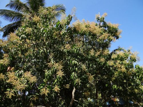 mango tree plant tree