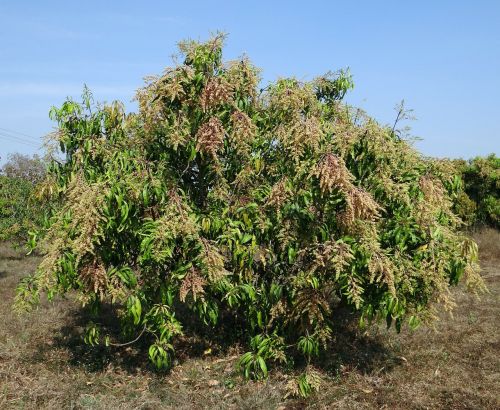 mango tree mangifera indica orchard