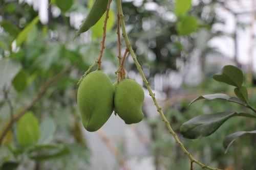 mango tropical fruit natural