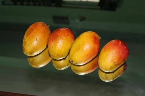 mangoes ripe yellow