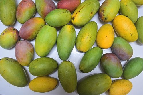 Mangoes 7