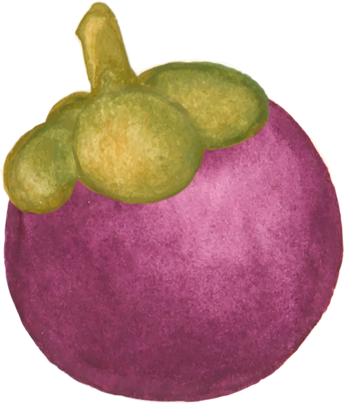 mangosteen tropical fruit purple mangosteen