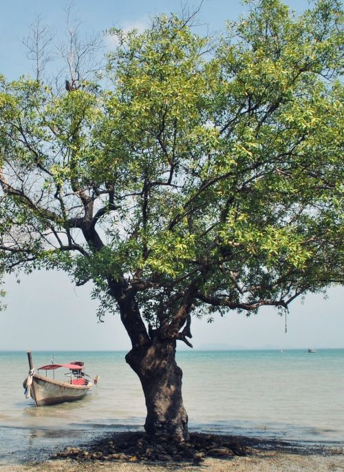mangrove boot sea