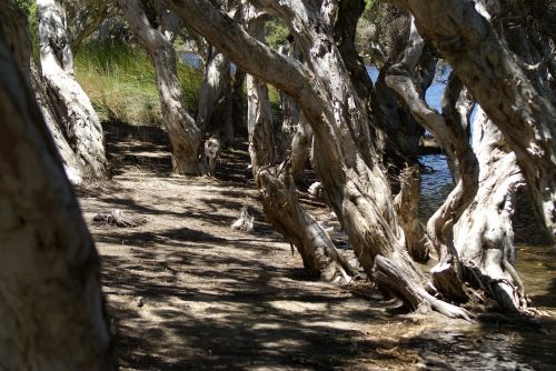 mangrove beach nature