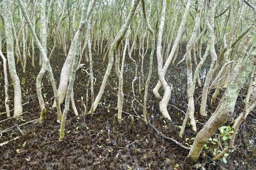 mangrove swamp watery