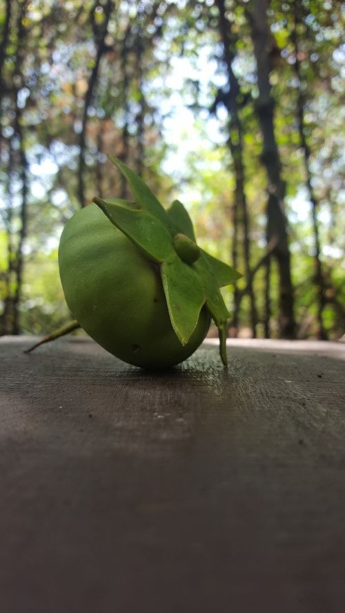 mangrove fruit indonesian