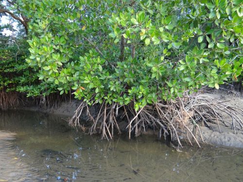 mangrove forest swamp
