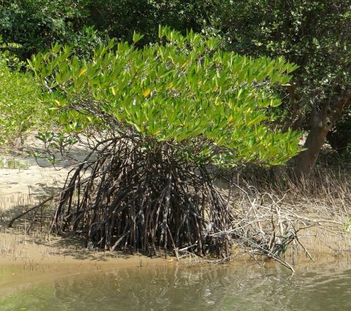 mangrove species tidal forest