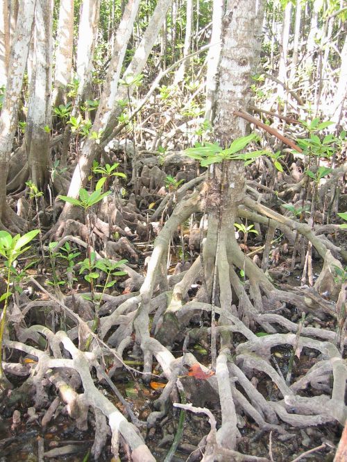 mangrove tree root