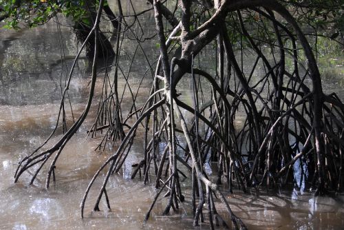 mangrove swamp singapore