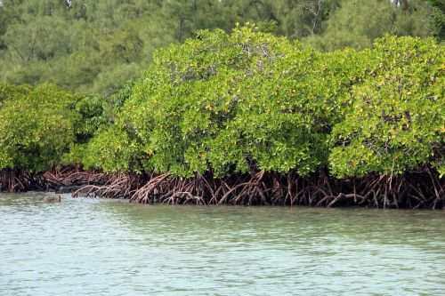 mangrove green tropical