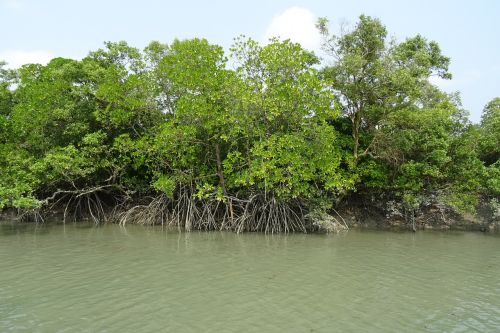 mangroves sundarbans forest