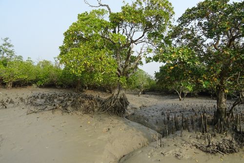 mangroves aerial roots sundarbans