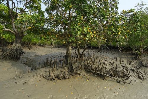 mangroves aerial roots sundarbans