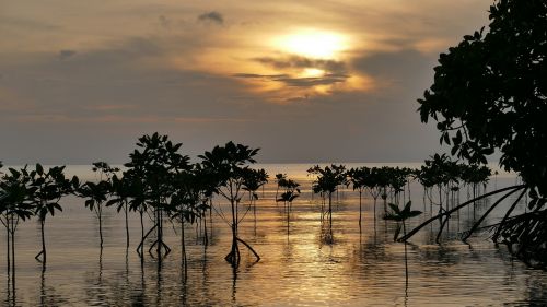 mangroves sunset root