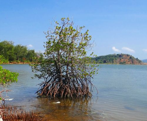 mangroves-terekhol-river-estuary-swamp-goa-india-free-image-from