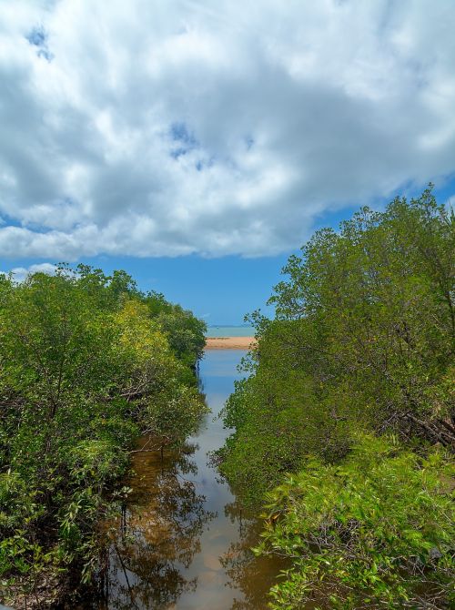 mangroves creek beach