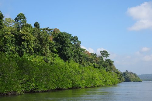 mangroves  forest  lush