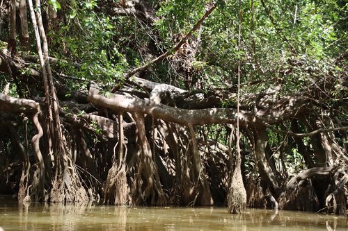 mangroves  river  forest