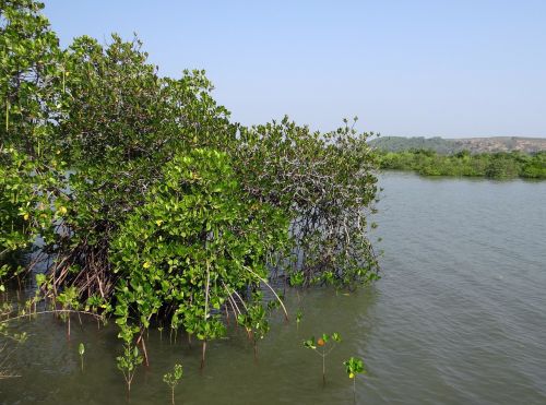 mangroves vegetation estuary