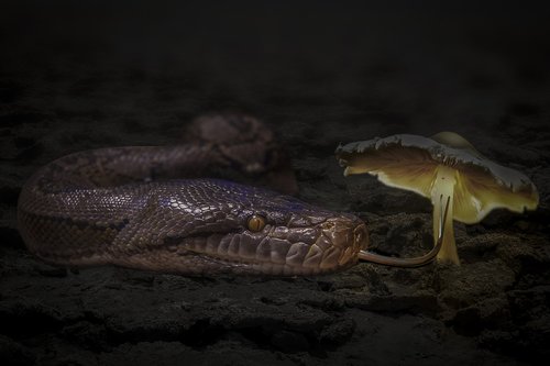 manipulation  animal  snake