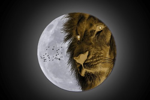 manipulation  lion  predator