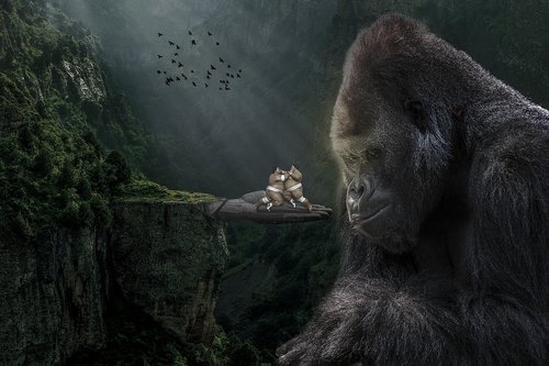 manipulation  gorilla  silverback
