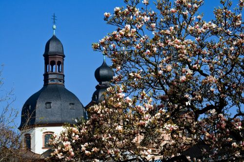 mannheim spire magnolia blossom