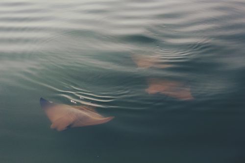 manta ray fish sea