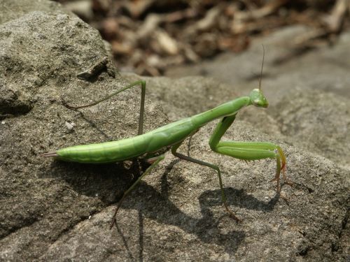 mantis insects nature