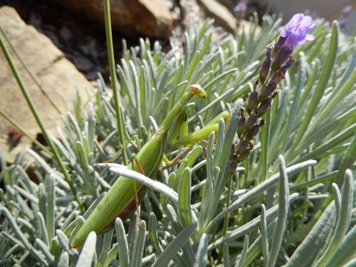 mantis insect mantis religiosa