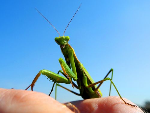 mantis praying insect