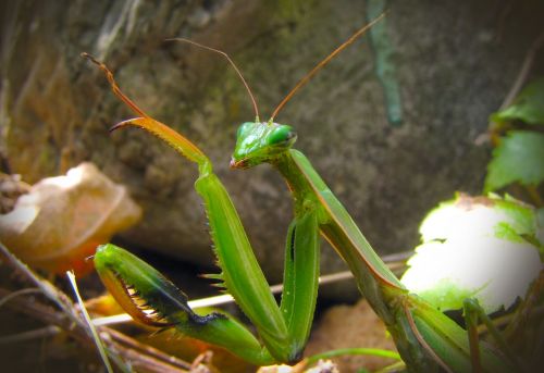 mantis animal green