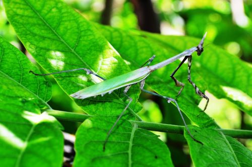 mantis nature green