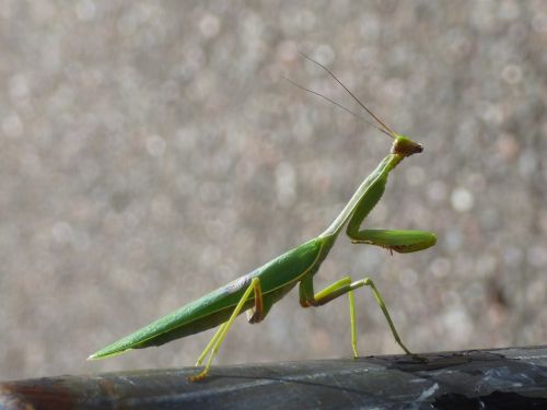 mantis insect green