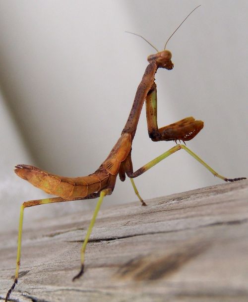 mantis praying mantis insect