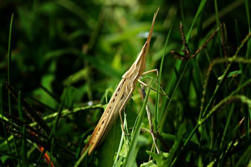 mantis phasmid insect