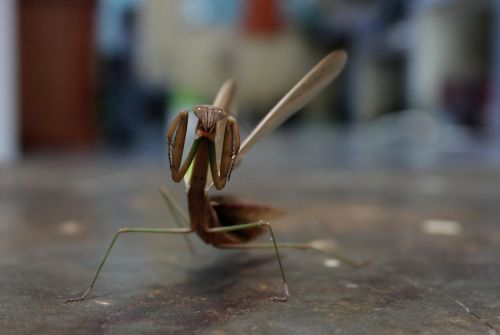 mantis preying mantis insect