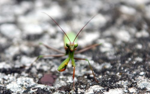 mantis insect green