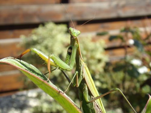 mantis insects nature