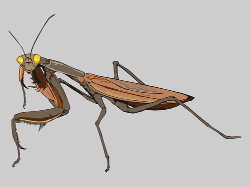 mantis  insect  animal